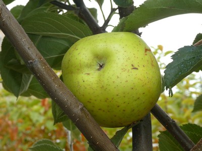Pomme reinette blanche