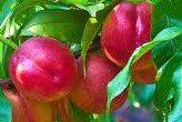 nectarine independence